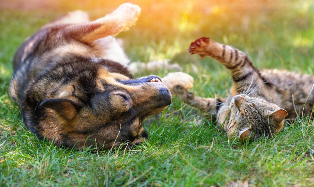 Dog and a cat rolling on the grass together